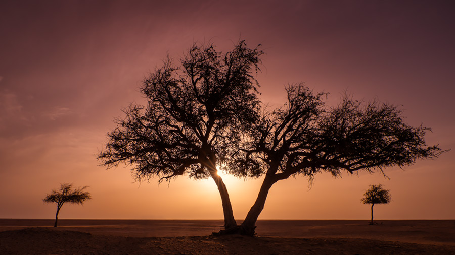 Three trees, Oman