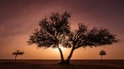Oman /  [three trees oman.jpg nggid03744 ngg0dyn 180x0 00f0w010c010r110f110r010t010]